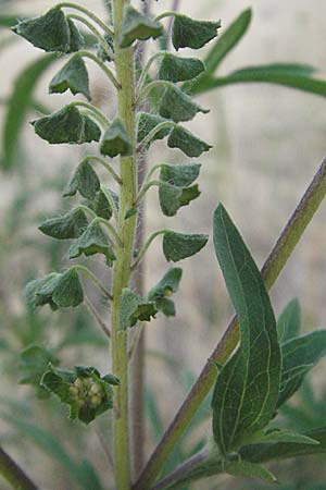 Ambrosia artemisiifolia \ Hohe Ambrosie, Aufrechtes Traubenkraut / Ragweed, D Mannheim 27.7.2006