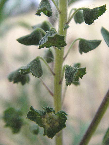 Ambrosia artemisiifolia \ Hohe Ambrosie, Aufrechtes Traubenkraut / Ragweed, D Mannheim 27.7.2006