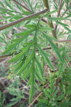 Ambrosia artemisiifolia \ Hohe Ambrosie, Aufrechtes Traubenkraut / Ragweed, D Mannheim 27.7.2006