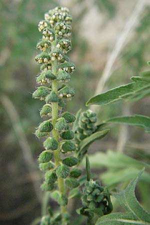 Ambrosia artemisiifolia \ Hohe Ambrosie, Aufrechtes Traubenkraut / Ragweed, D Mannheim 27.7.2006