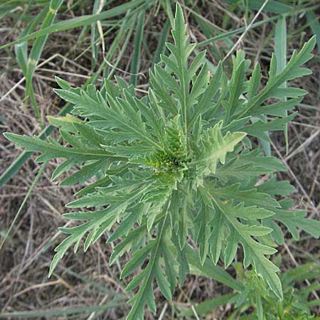Ambrosia artemisiifolia \ Hohe Ambrosie, Aufrechtes Traubenkraut / Ragweed, D Mannheim 27.7.2006