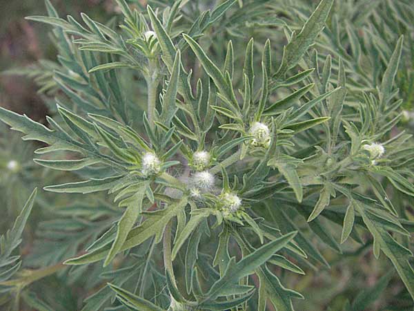 Ambrosia artemisiifolia \ Hohe Ambrosie, Aufrechtes Traubenkraut / Ragweed, D Mannheim 27.7.2006