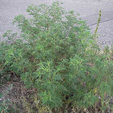 Ambrosia artemisiifolia \ Hohe Ambrosie, Aufrechtes Traubenkraut / Ragweed, D Mannheim 27.7.2006