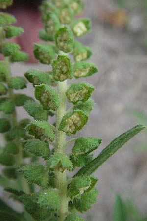 Ambrosia coronopifolia \ Ausdauernde Ambrosie / Perennial Ragweed, D Mannheim-Rheinau 31.7.2006