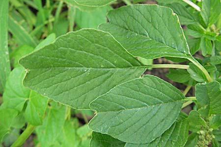 Amaranthus blitum \ Aufsteigender Amaranth, Bleifarbener Amaranth / Guernsey Pigweed, Purple Pigweed, D Neckargemünd 24.8.2006