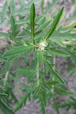 Ambrosia coronopifolia \ Ausdauernde Ambrosie / Perennial Ragweed, D Mannheim-Rheinau 1.9.2006