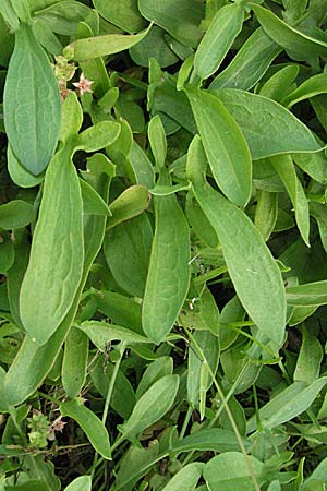 Rumex acetosella, Sheep's Sorrel Rumex acetosella, Sheep's Sorrel