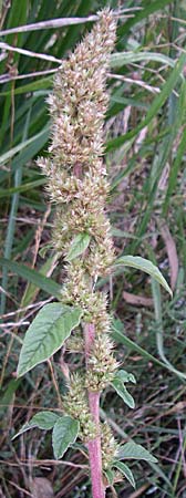 Amaranthus bouchonii \ Bouchons Amaranth / Indehiscent Pigweed, D Weinheim an der Bergstraße 12.8.2008