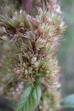 Amaranthus bouchonii \ Bouchons Amaranth / Indehiscent Pigweed, D Weinheim an der Bergstraße 12.8.2008