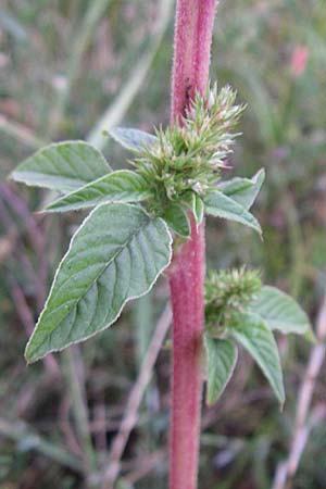 Amaranthus bouchonii \ Bouchons Amaranth / Indehiscent Pigweed, D Weinheim an der Bergstraße 12.8.2008