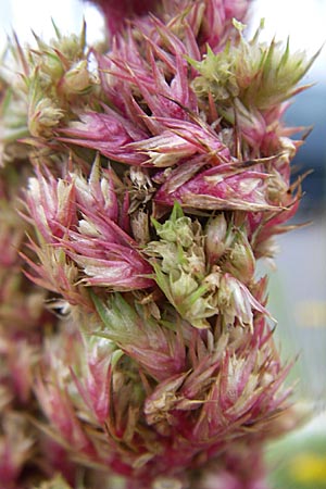 Amaranthus bouchonii \ Bouchons Amaranth / Indehiscent Pigweed, D Weinheim an der Bergstraße 3.9.2008