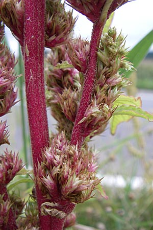 Amaranthus bouchonii \ Bouchons Amaranth / Indehiscent Pigweed, D Weinheim an der Bergstraße 3.9.2008