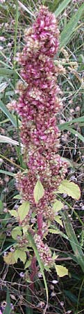 Amaranthus bouchonii \ Bouchons Amaranth / Indehiscent Pigweed, D Weinheim an der Bergstraße 3.9.2008