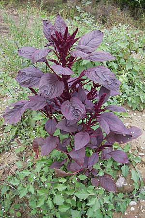 Amaranthus hypochondriacus \ Trauer-Amaranth, Prinzenfeder-Fuchsschwanz / Prince of Wales Pigweed, D Viernheim 1.11.2008