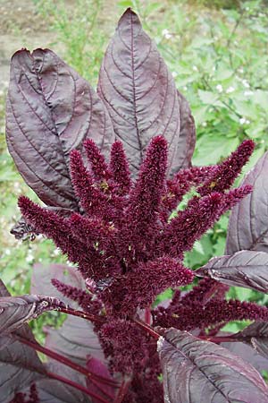 Amaranthus hypochondriacus \ Trauer-Amaranth, Prinzenfeder-Fuchsschwanz / Prince of Wales Pigweed, D Viernheim 1.11.2008