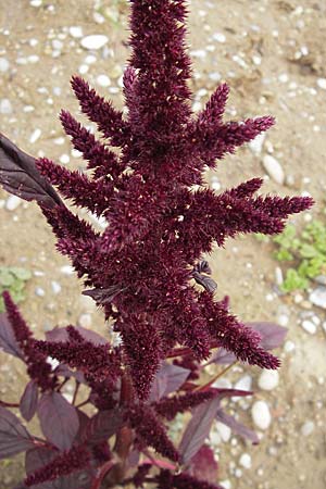 Amaranthus hypochondriacus \ Trauer-Amaranth, Prinzenfeder-Fuchsschwanz / Prince of Wales Pigweed, D Viernheim 1.11.2008