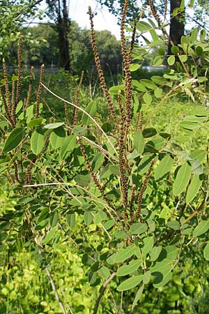 Amorpha fruticosa \ Gemeiner Bastard-Indigo, Bleibusch / Desert False Indigo, D Mannheim 19.5.2009