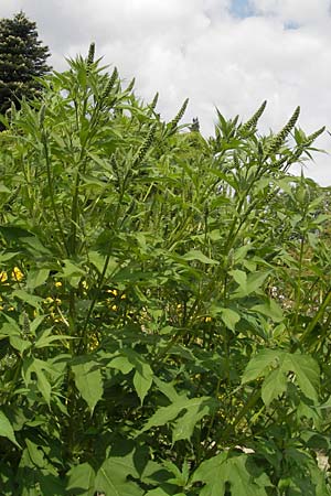 Ambrosia trifida \ Dreilappige Ambrosie / Giant Ragweed, D Botan. Gar.  Universit.  Mainz 11.7.2009
