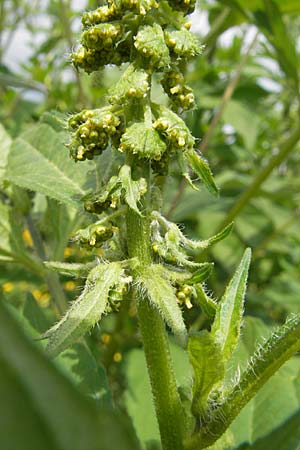Ambrosia trifida \ Dreilappige Ambrosie / Giant Ragweed, D Botan. Gar.  Universit.  Mainz 11.7.2009