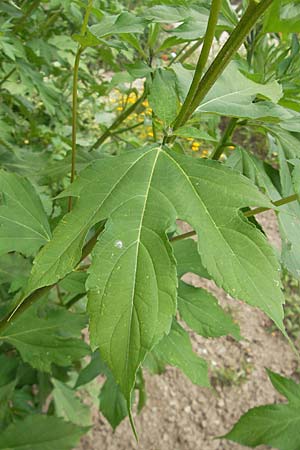 Ambrosia trifida \ Dreilappige Ambrosie / Giant Ragweed, D Botan. Gar.  Universit.  Mainz 11.7.2009