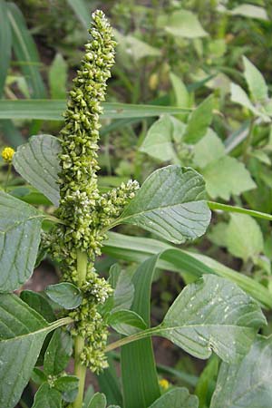 Amaranthus blitum \ Aufsteigender Amaranth, Bleifarbener Amaranth / Guernsey Pigweed, Purple Pigweed, D Weinheim an der Bergstraße 13.7.2009