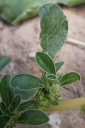 Amaranthus blitoides \ Westamerikanischer Amaranth / Prostrate Pigweed, D Neuleiningen 1.8.2009