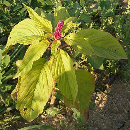 Amaranthus cruentus \ Rispen-Amaranth / Red Pigweed, D Viernheim 7.9.2009