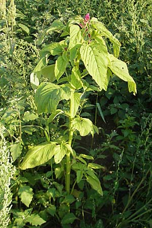 Amaranthus cruentus \ Rispen-Amaranth / Red Pigweed, D Viernheim 7.9.2009