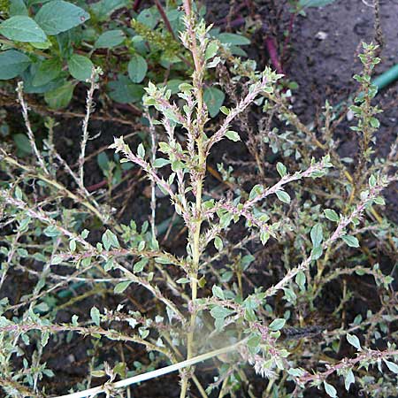 Amaranthus albus \ Weier Amaranth / White Pigweed, D Botan. Gar.  Universit.  Mainz 13.9.2008