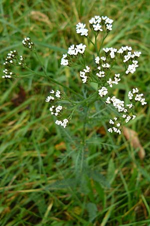 Achillea millefolium agg. \ Gemeine Schafgarbe / Yarrow, D Bensheim 12.10.2014