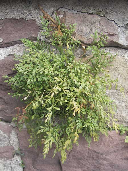 Asplenium x murbeckii ? \ Streifenfarn-Hybride / Hybrid Spleenwort, D Karlsruhe 23.7.2011