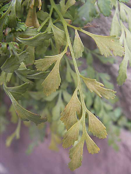 Asplenium x murbeckii ? \ Streifenfarn-Hybride / Hybrid Spleenwort, D Karlsruhe 23.7.2011