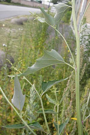 Atriplex micrantha \ Verschiedensamige Melde / Two-Seeded Orache, D Mannheim 27.7.2012