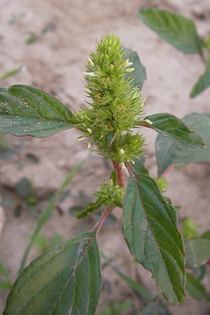Amaranthus retroflexus \ Rauhaariger Amaranth / Common Pigweed, D Wiesloch 11.9.2012