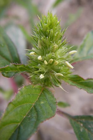 Amaranthus retroflexus \ Rauhaariger Amaranth / Common Pigweed, D Wiesloch 11.9.2012