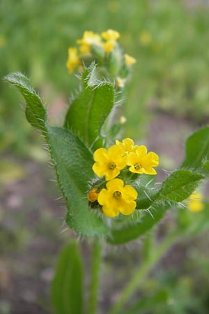 Amsinckia calycina \ Schmalbl&auml;ttrige Amsinckie / Yellow Burweed, Hairy Fiddleneck, D Mannheim 16.4.2013