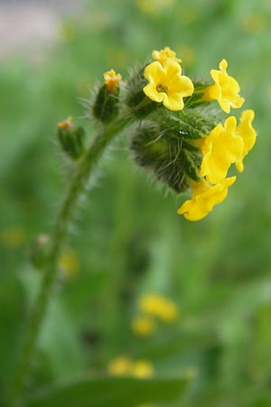 Amsinckia calycina \ Schmalbl&auml;ttrige Amsinckie / Yellow Burweed, Hairy Fiddleneck, D Mannheim 16.4.2013