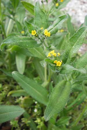 Amsinckia calycina \ Schmalbl&auml;ttrige Amsinckie / Yellow Burweed, Hairy Fiddleneck, D Mannheim 16.4.2013