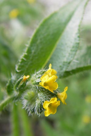 Amsinckia calycina \ Schmalbl&auml;ttrige Amsinckie / Yellow Burweed, Hairy Fiddleneck, D Mannheim 16.4.2013