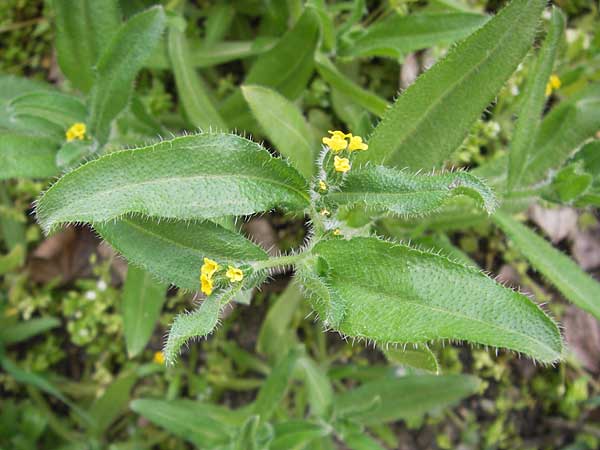 Amsinckia calycina \ Schmalbl&auml;ttrige Amsinckie / Yellow Burweed, Hairy Fiddleneck, D Mannheim 16.4.2013