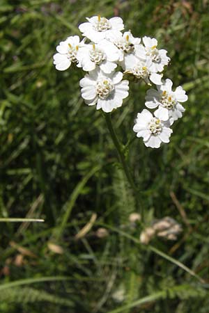 Achillea millefolium agg. \ Gemeine Schafgarbe / Yarrow, D Ketsch 21.7.2013