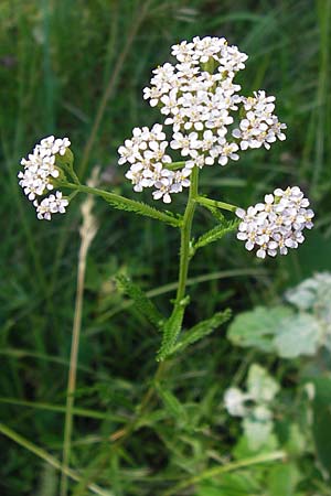 Achillea millefolium agg., Gemeine Schafgarbe Achillea millefolium agg., Gemeine Schafgarbe