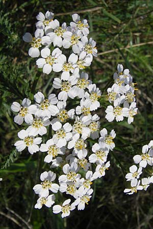 Achillea millefolium agg. \ Gemeine Schafgarbe / Yarrow, D Landkreis Karlsruhe, Oberhausen-Rheinhausen 28.8.2013