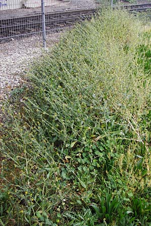 Amsinckia calycina \ Schmalbl&auml;ttrige Amsinckie / Yellow Burweed, Hairy Fiddleneck, D Mannheim 5.4.2014