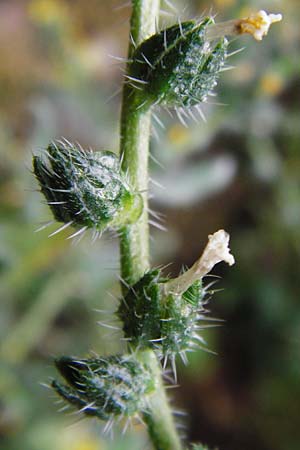 Amsinckia calycina \ Schmalbl&auml;ttrige Amsinckie / Yellow Burweed, Hairy Fiddleneck, D Mannheim 5.4.2014