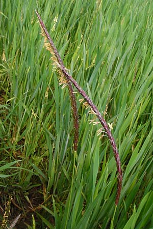 Alopecurus myosuroides \ Acker-Fuchsschwanz / Black-Grass, D Marktheidenfeld 2.5.2014