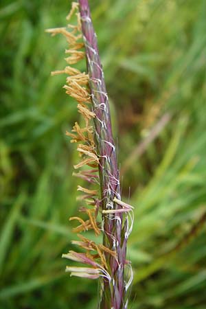 Alopecurus myosuroides \ Acker-Fuchsschwanz / Black-Grass, D Marktheidenfeld 2.5.2014