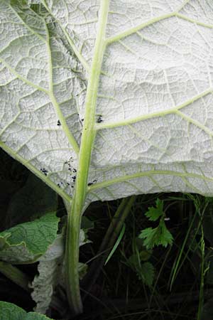 Arctium minus \ Kleine Klette / Lesser Burdock, D Mannheim 8.5.2014