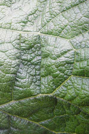 Arctium minus \ Kleine Klette / Lesser Burdock, D Mannheim 8.5.2014