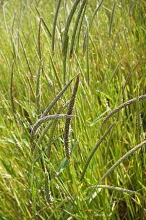 Alopecurus myosuroides \ Acker-Fuchsschwanz / Black-Grass, D Lampertheim 20.5.2014